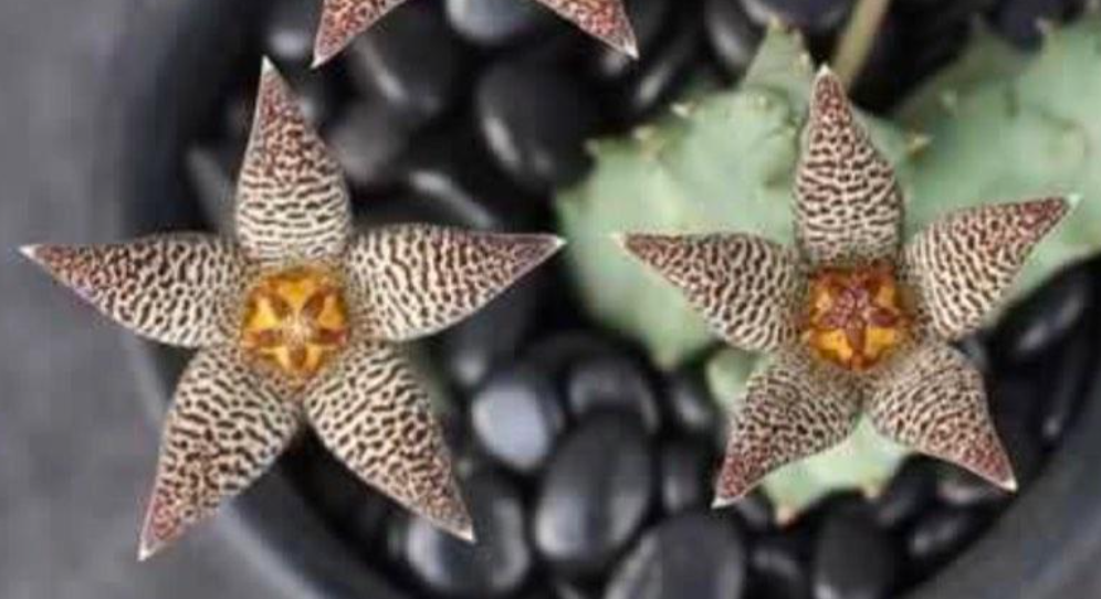 Piaranthus Comptus 4 Pieces Seeds