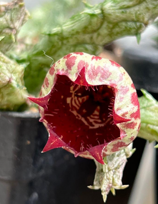 Stapelianthus insignis 10 Pieces Seeds