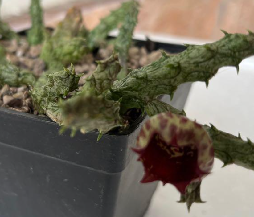 Stapelianthus insignis 10 Pieces Seeds