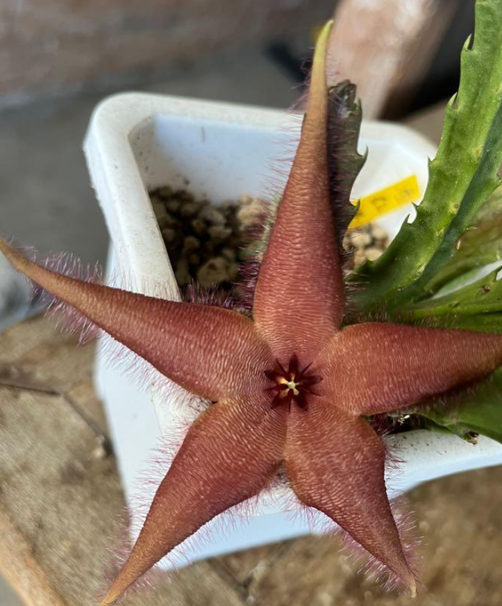 Stapelia Maroon 7 Pieces Seeds