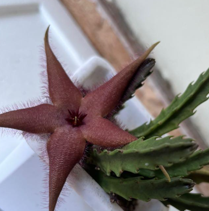 Stapelia Maroon 7 Pieces Seeds