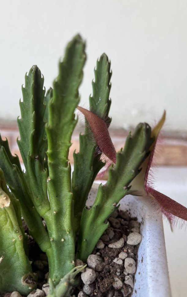 Stapelia Maroon 7 Pieces Seeds