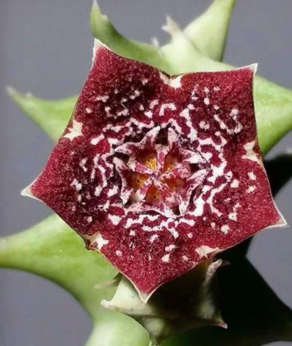 Orbea carnosa subsp. keithii 5 Pieces Seeds
