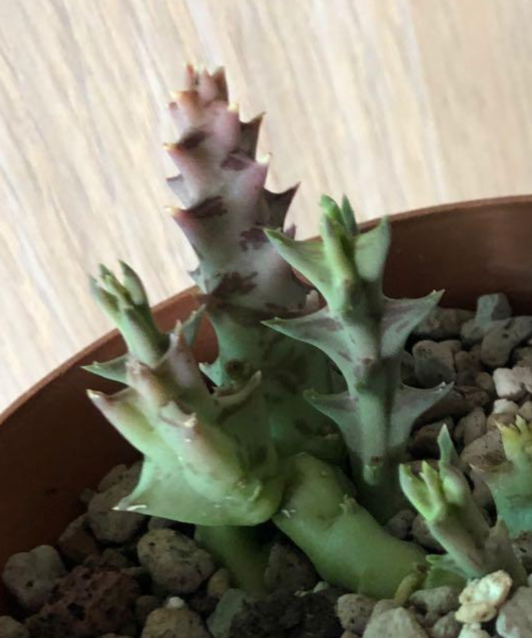 Orbea carnosa subsp. keithii 5 Pieces Seeds