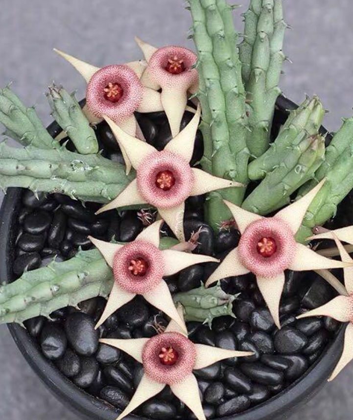 Huernia Tanganyikensis 5 Pieces Seeds