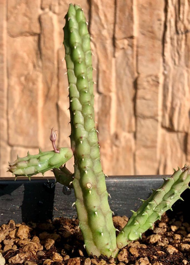 Huernia Tanganyikensis 5 Pieces Seeds