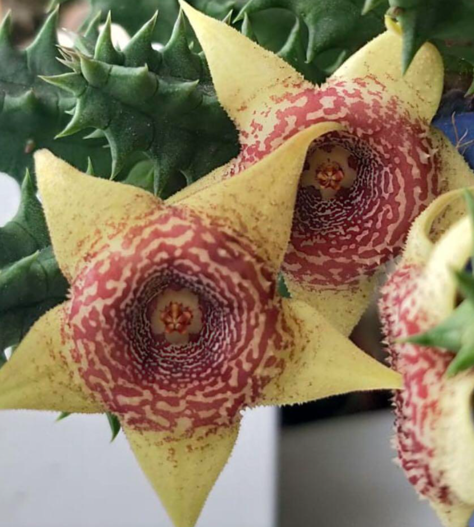 Huernia hybrid “Fire Phoenix” 5 Pieces Seeds