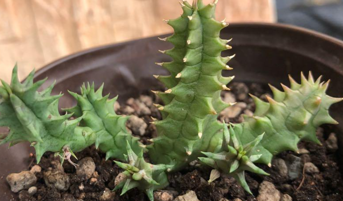 Huernia hybrid “Fire Phoenix” 5 Pieces Seeds