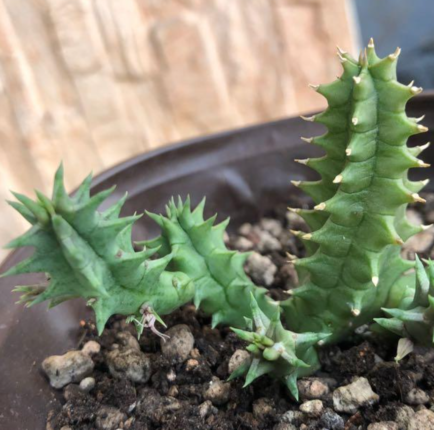 Huernia hybrid “Fire Phoenix” 5 Pieces Seeds