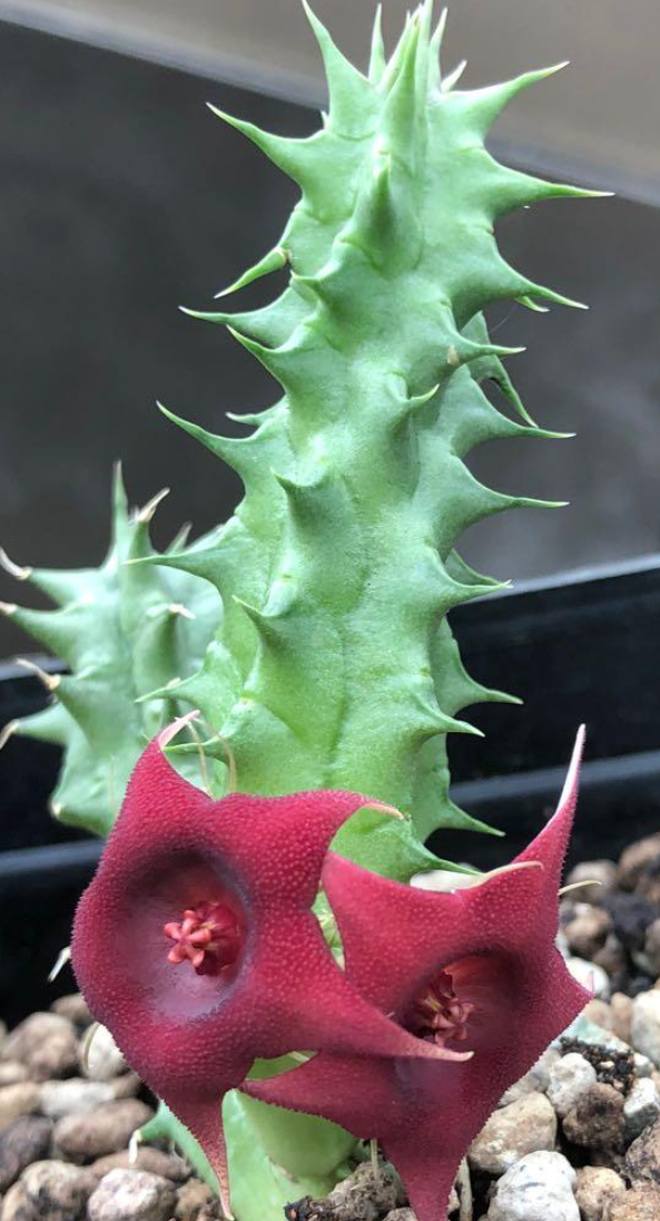 Huernia Aspera 5 Pieces Seeds