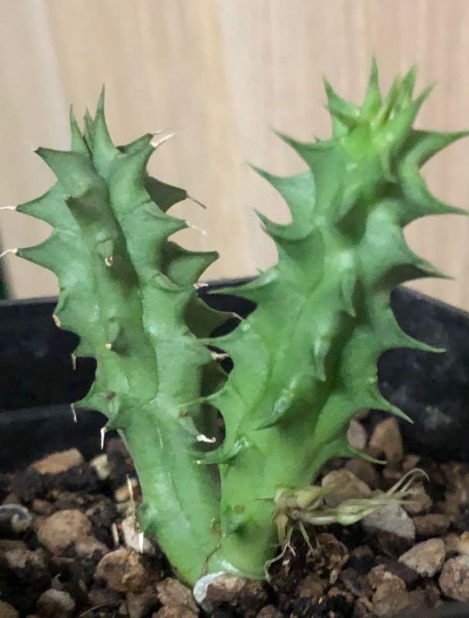 Huernia Aspera 5 Pieces Seeds