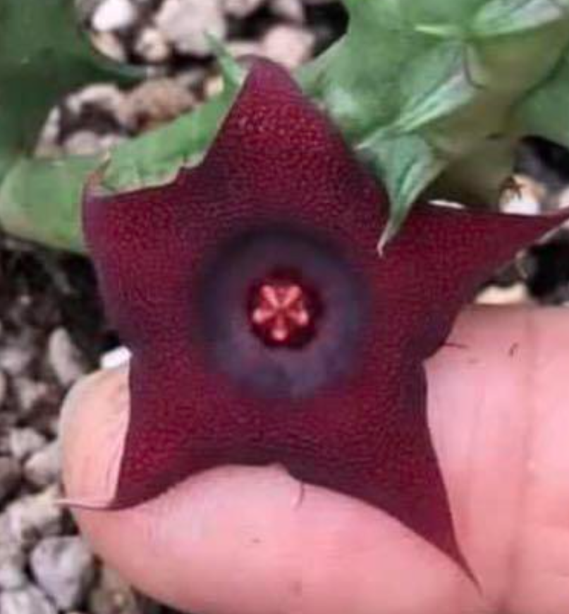 Huernia Aspera 5 Pieces Seeds