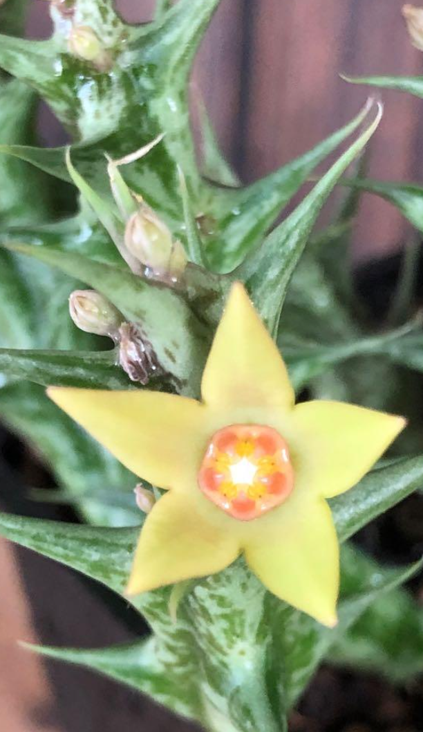 Orbea gemugofana Yellow Form 5 Pieces Seeds