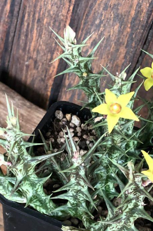 Orbea gemugofana Yellow Form 5 Pieces Seeds