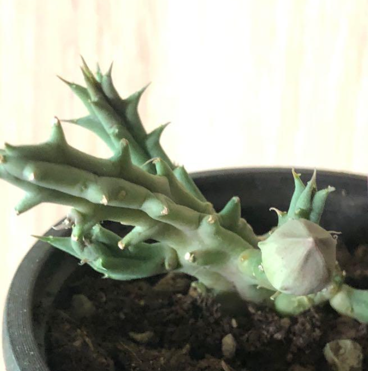 Piaranthus Decipiens 7 Pieces Seeds