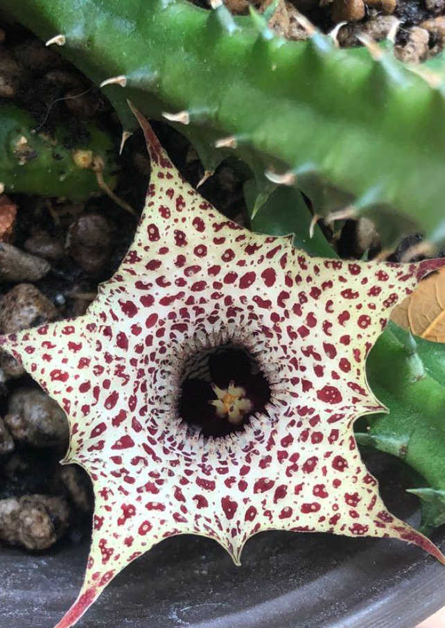 Huernia hislopii 5 Pieces Seeds