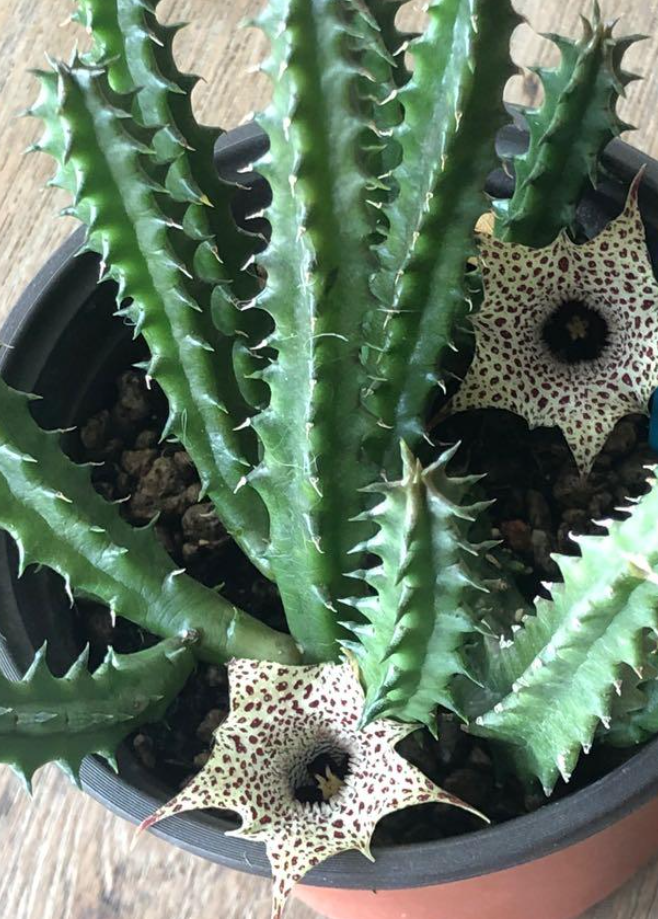 Huernia hislopii 5 Pieces Seeds