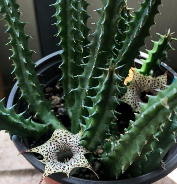 Huernia hislopii 5 Pieces Seeds