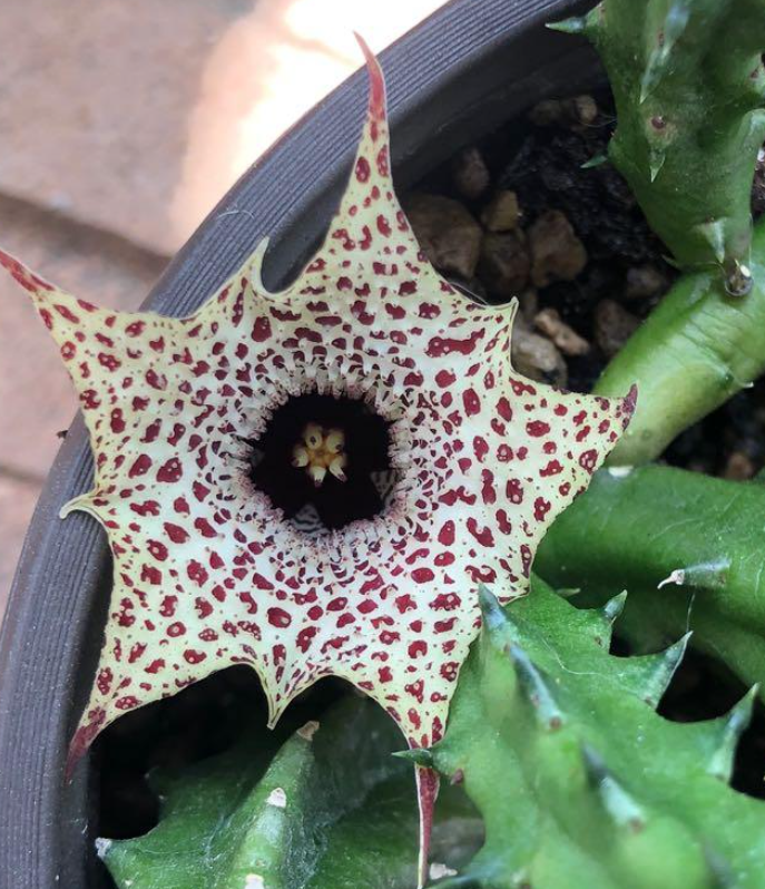 Huernia hislopii 5 Pieces Seeds