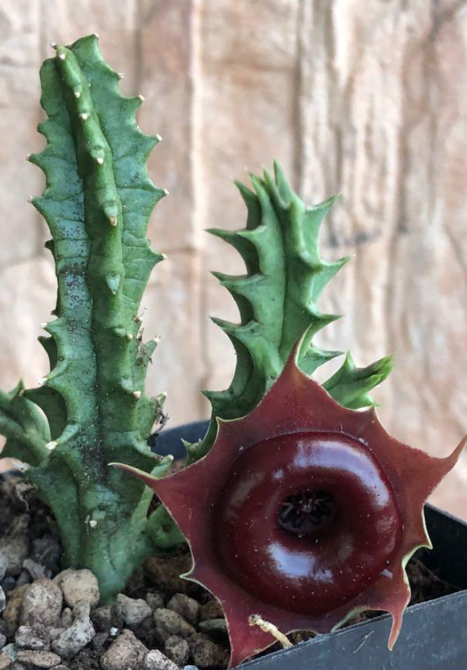 Huernia Zebrina Korat Crimson 6 Pieces Seeds