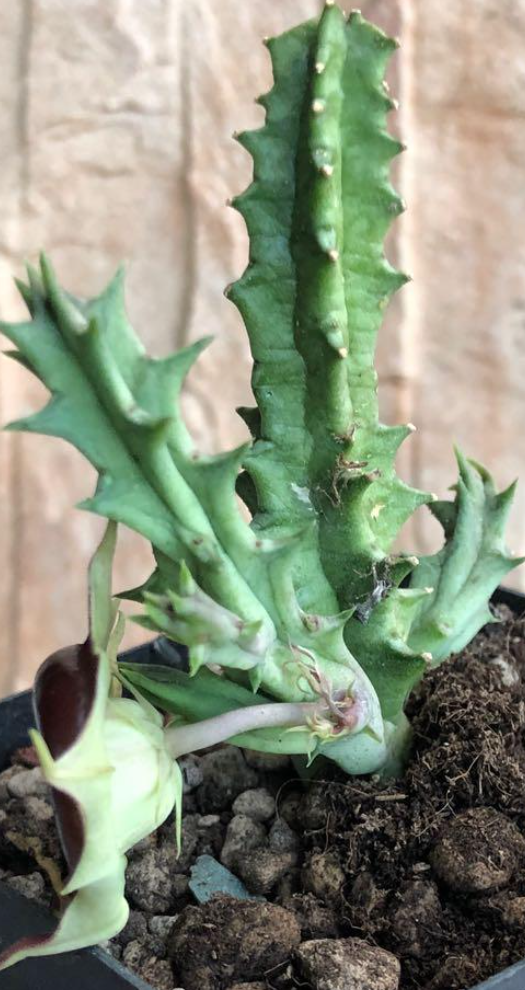 Huernia Zebrina Korat Crimson 6 Pieces Seeds