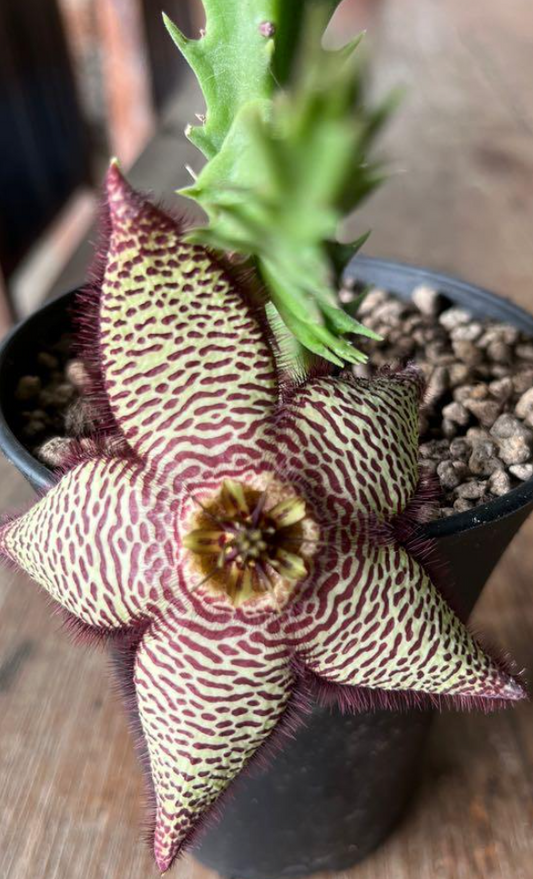 Stapelia Jino 7 Pieces Seeds
