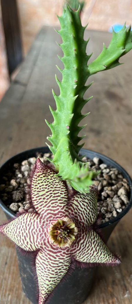 Stapelia Jino 7 Pieces Seeds