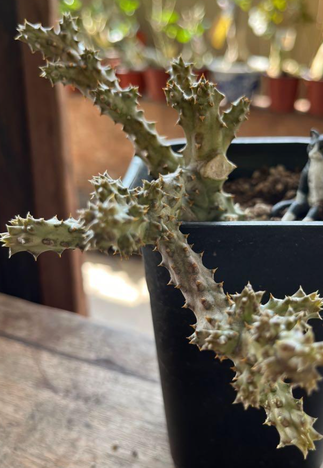 White Latte Edithcolea Grandis 5 Pieces Seeds