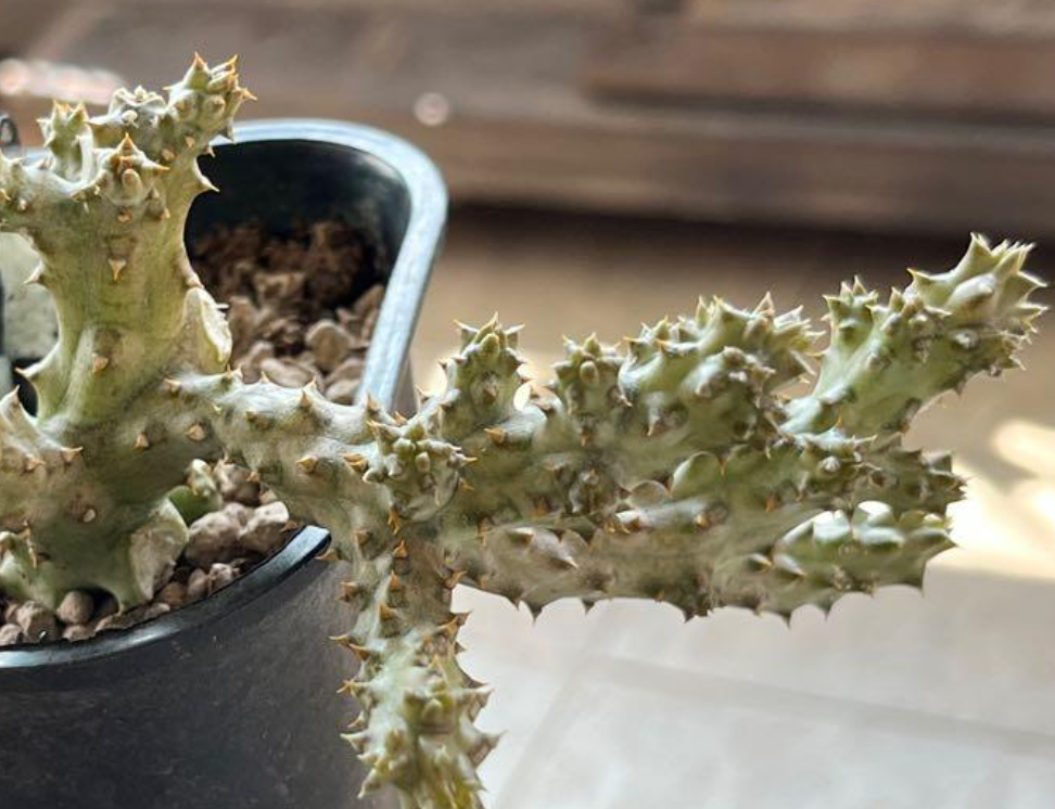 White Latte Edithcolea Grandis 5 Pieces Seeds