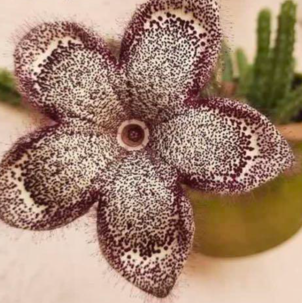 White Latte Edithcolea Grandis 5 Pieces Seeds