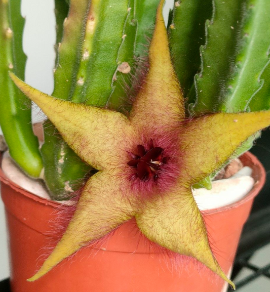 Stapelia Unicornis 7 Pieces Seeds