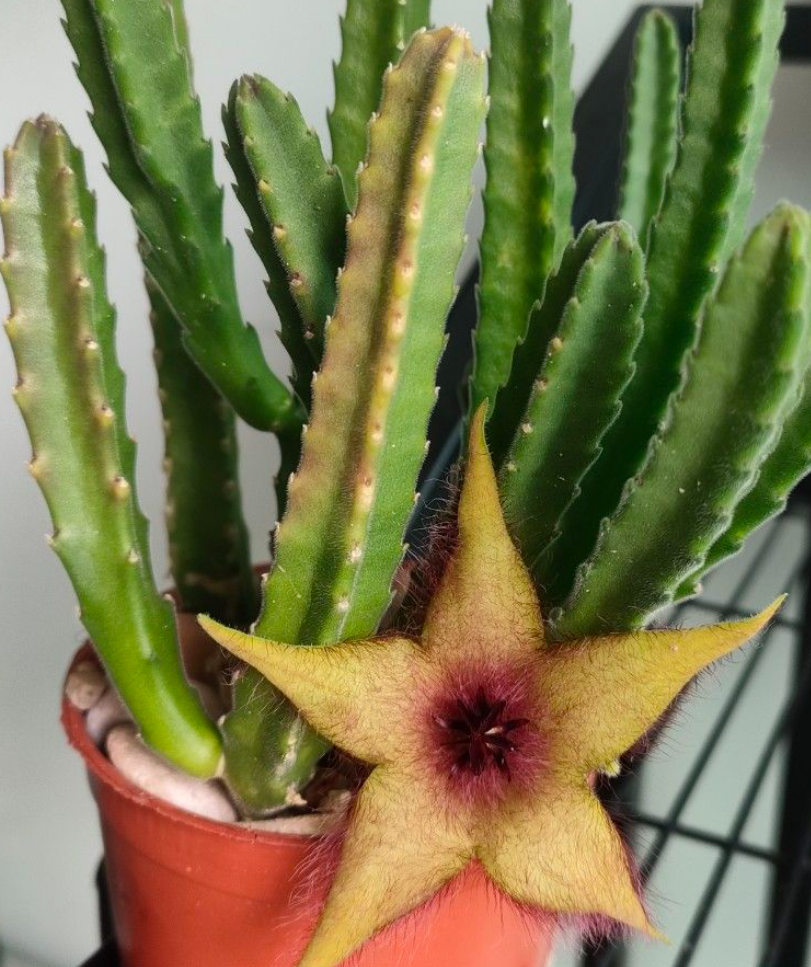 Stapelia Unicornis 7 Pieces Seeds