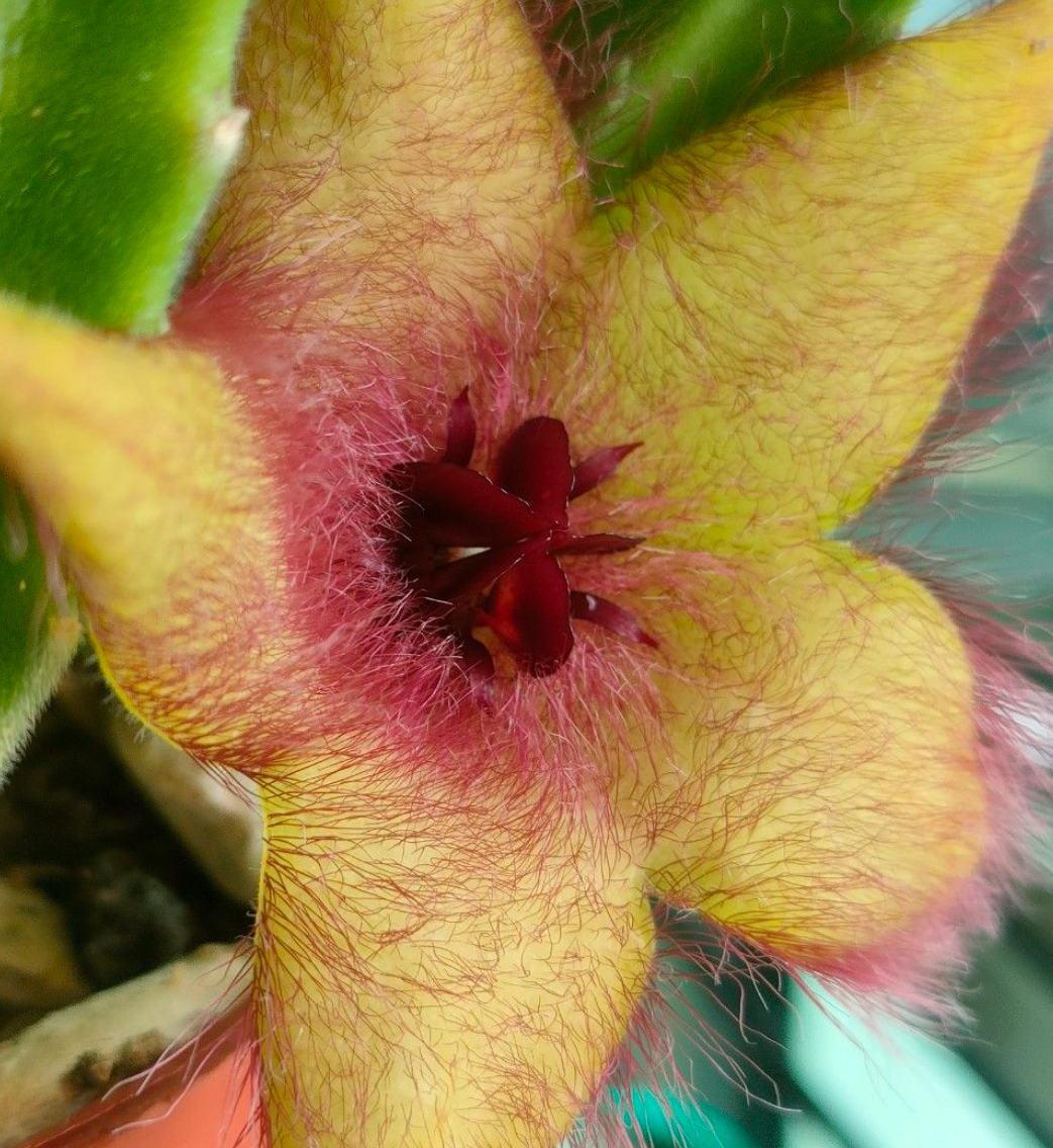 Stapelia Unicornis 7 Pieces Seeds