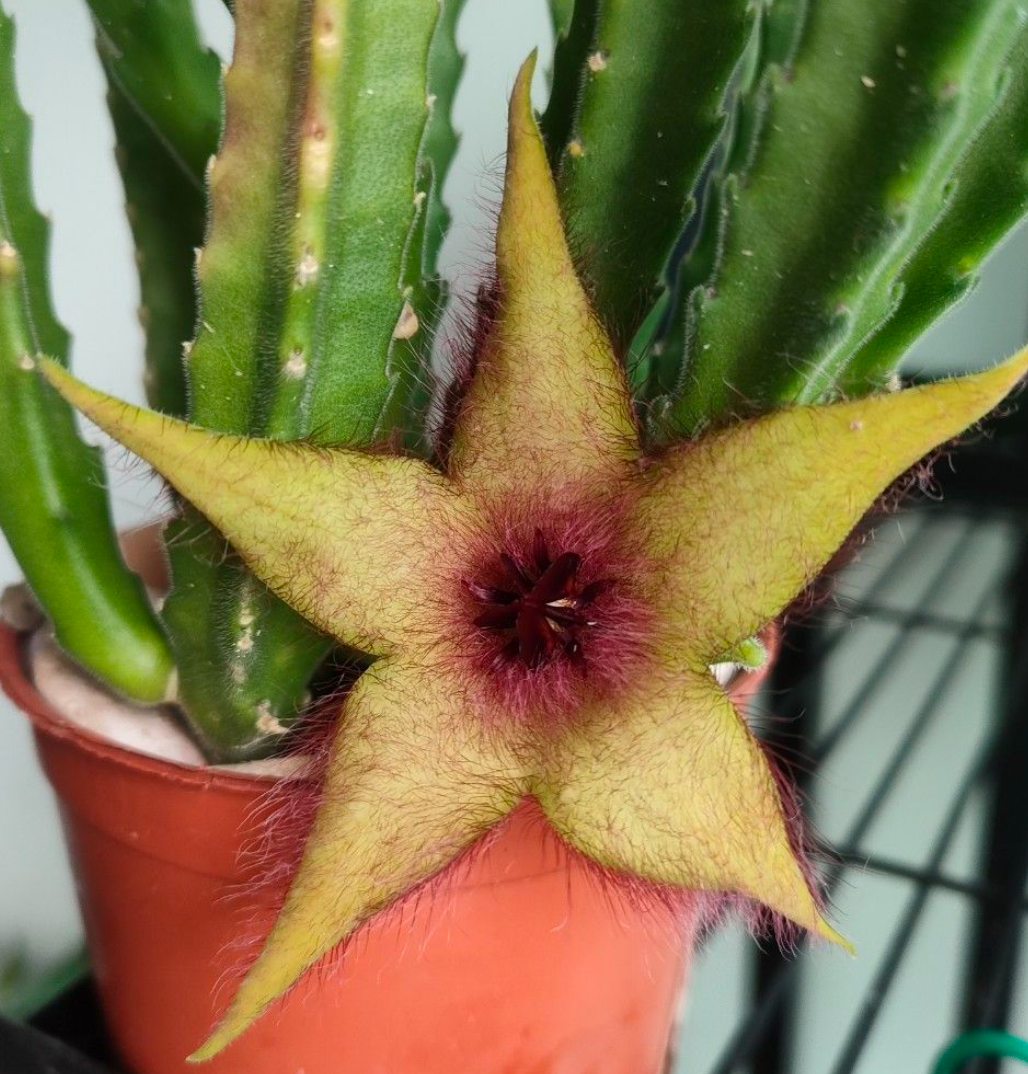 Stapelia Unicornis 7 Pieces Seeds