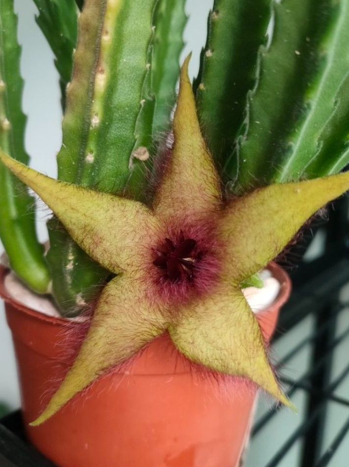 Stapelia Unicornis 7 Pieces Seeds