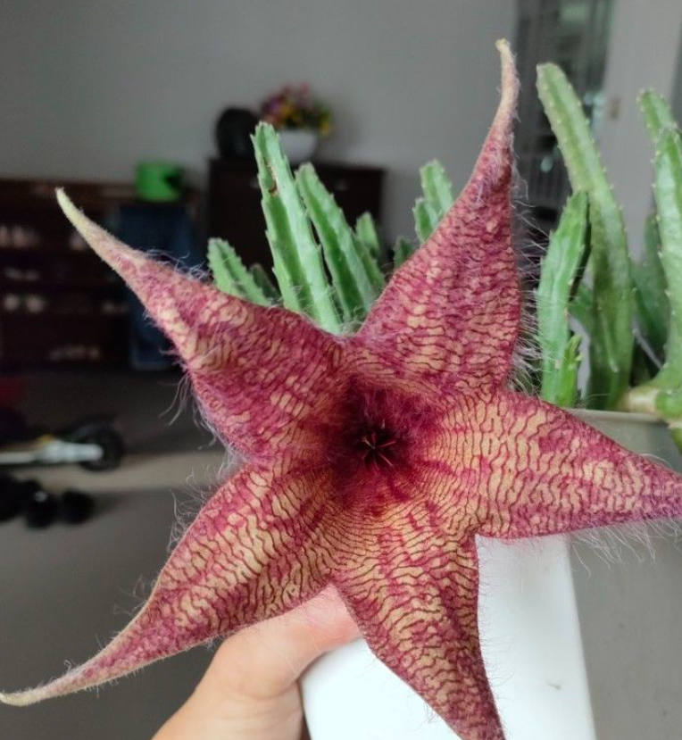 Stapelia Gigantea x Grandiflora 7 Pieces Seeds