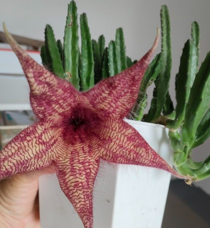 Stapelia Gigantea x Grandiflora 7 Pieces Seeds