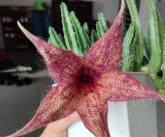 Stapelia Gigantea x Grandiflora 7 Pieces Seeds