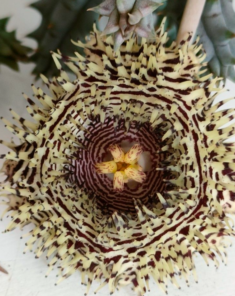 Huernia Hystrix aka Porcupine Star 6 Pieces Seeds