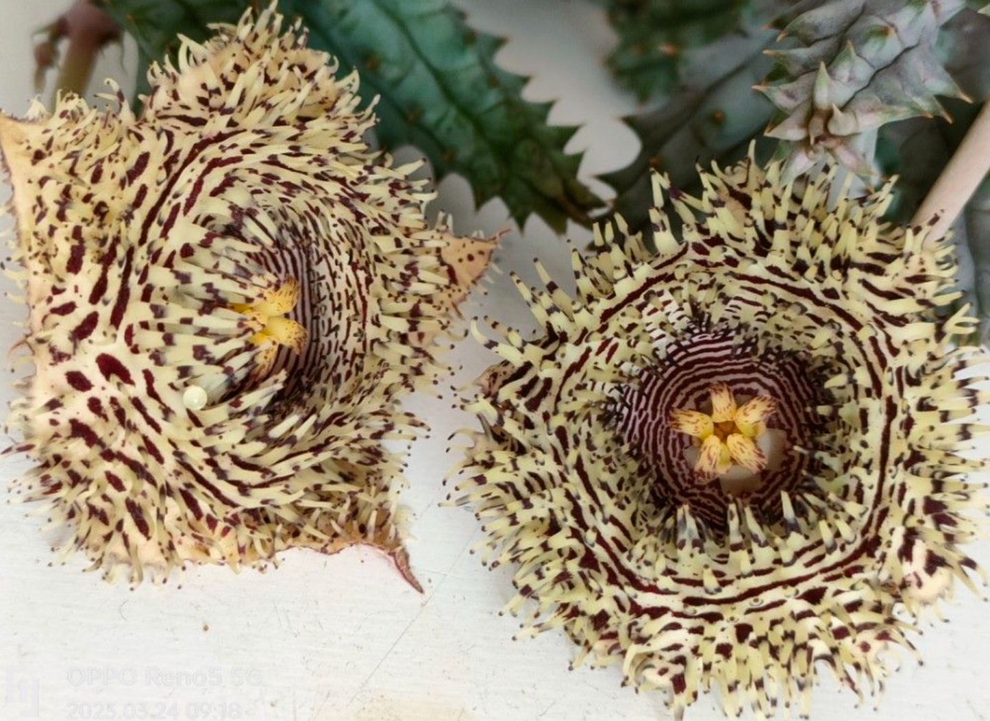 Huernia Hystrix aka Porcupine Star 6 Pieces Seeds