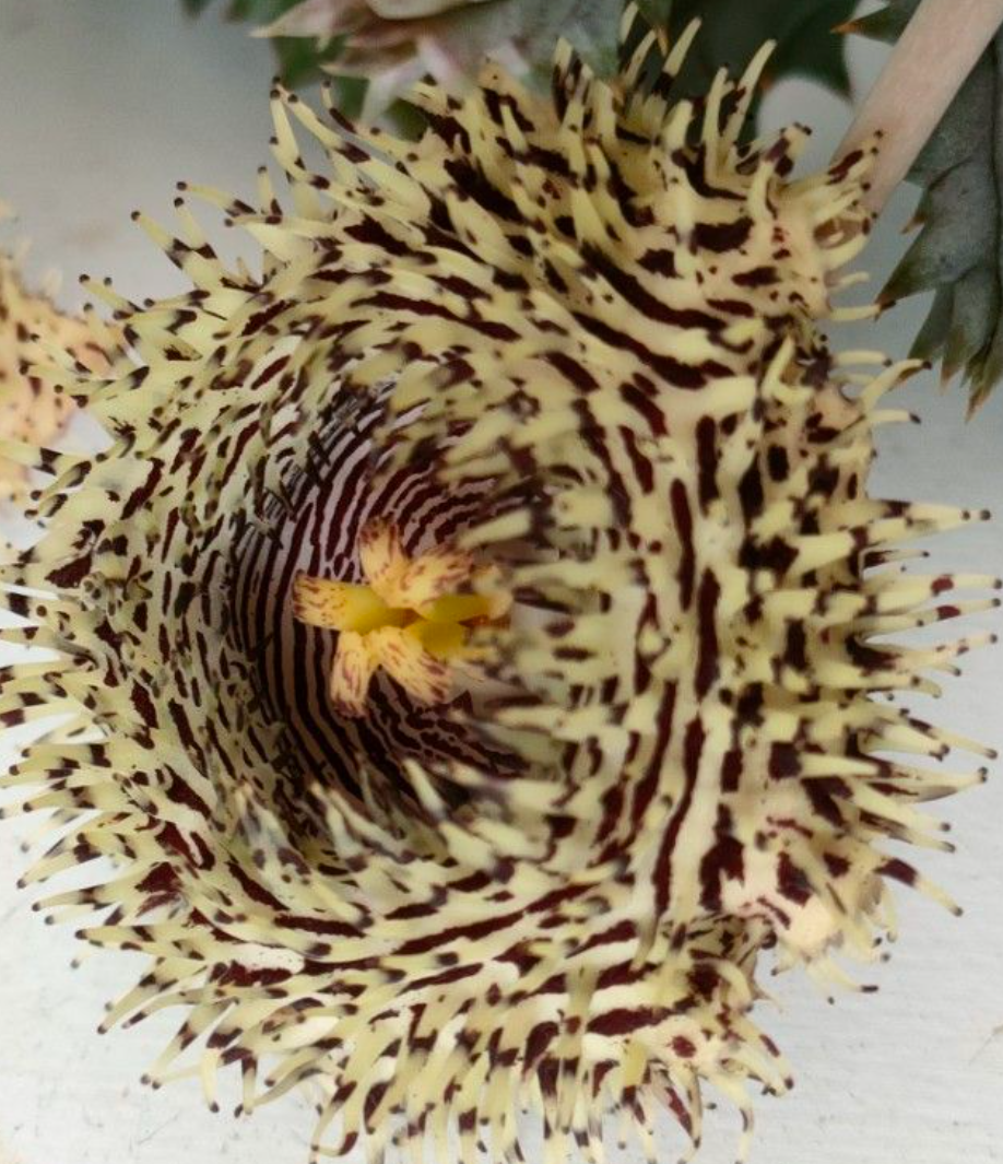 Huernia Hystrix aka Porcupine Star 6 Pieces Seeds
