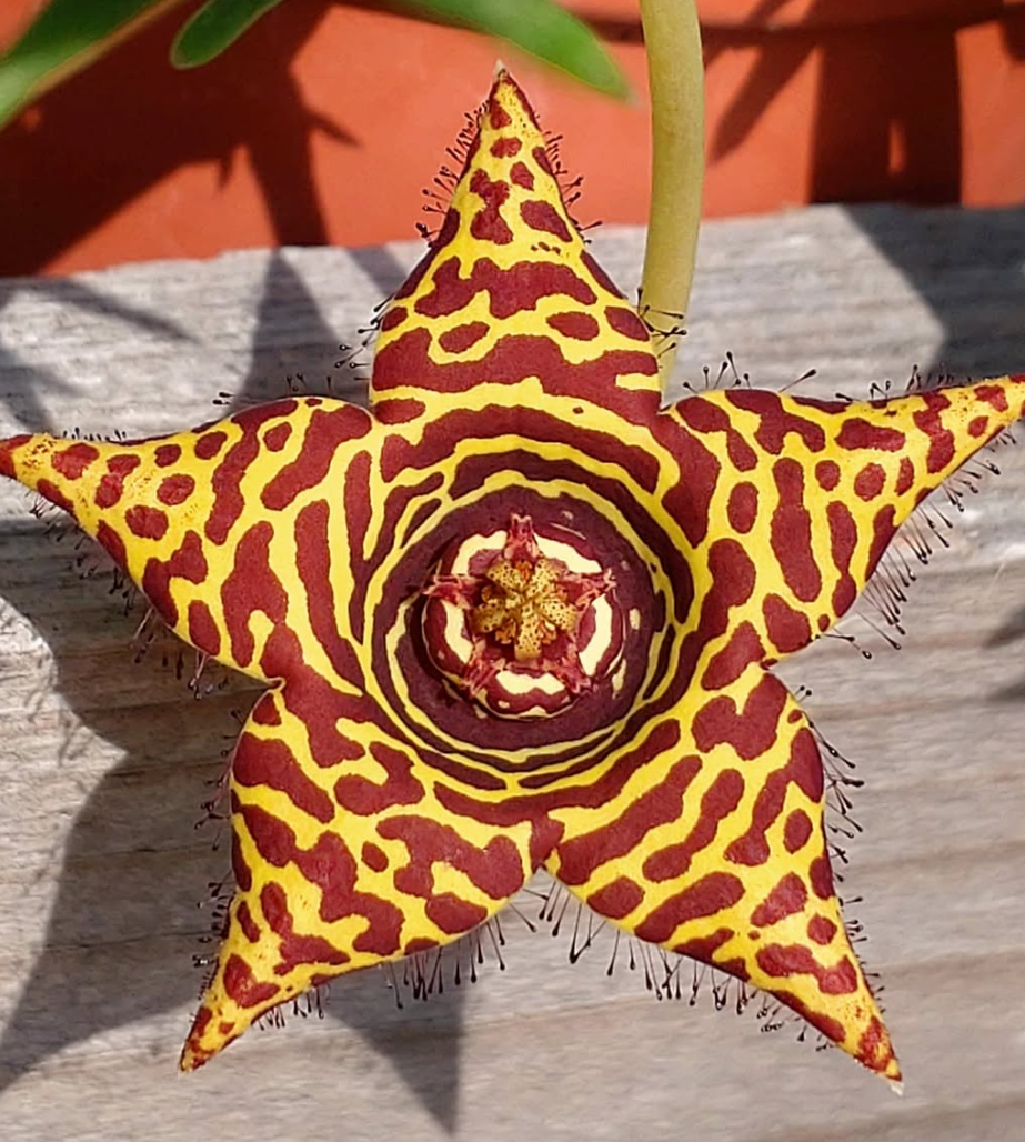 Orbea halipedicola Yellow 5 Pieces Seeds