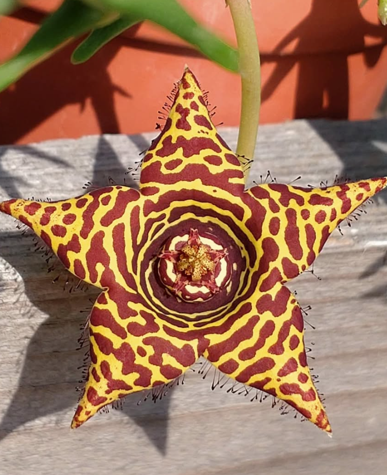 Orbea halipedicola Yellow 5 Pieces Seeds