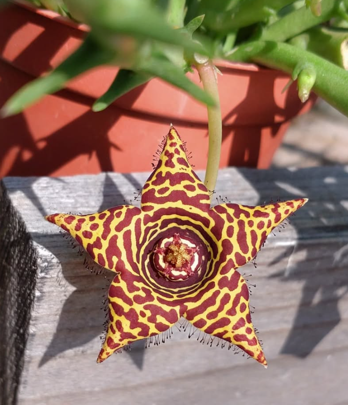 Orbea halipedicola Yellow 5 Pieces Seeds