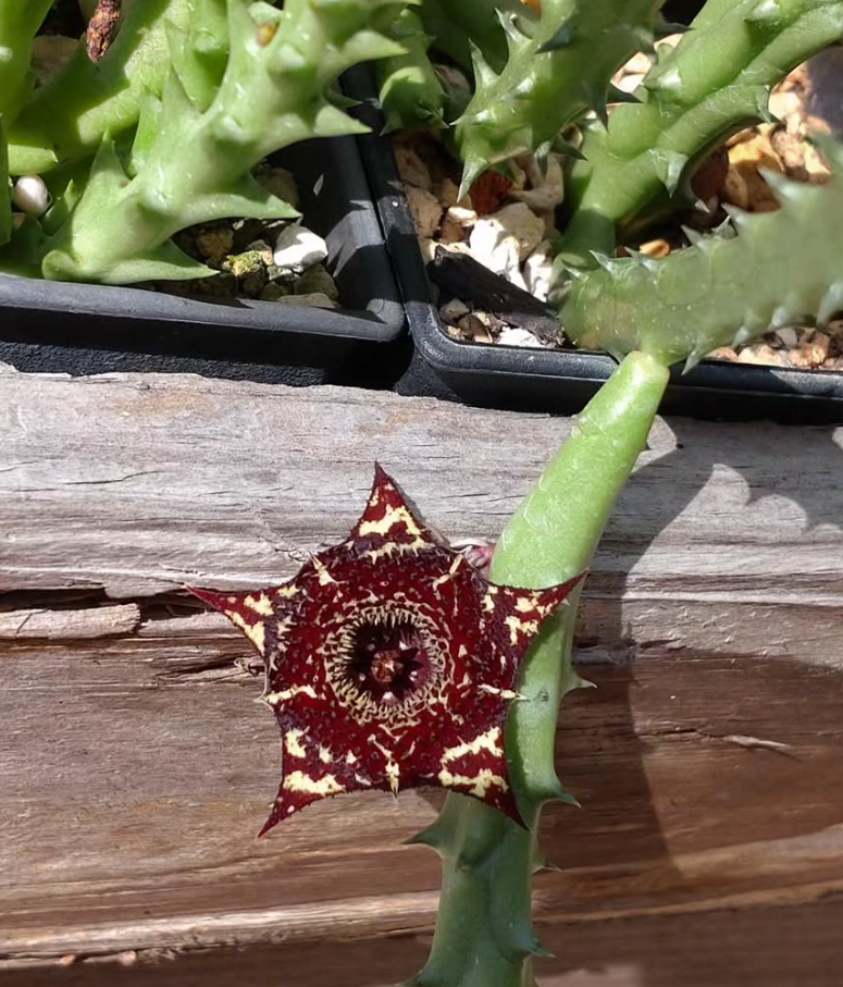 Huernia 'Anubis' 7 Pieces Seeds