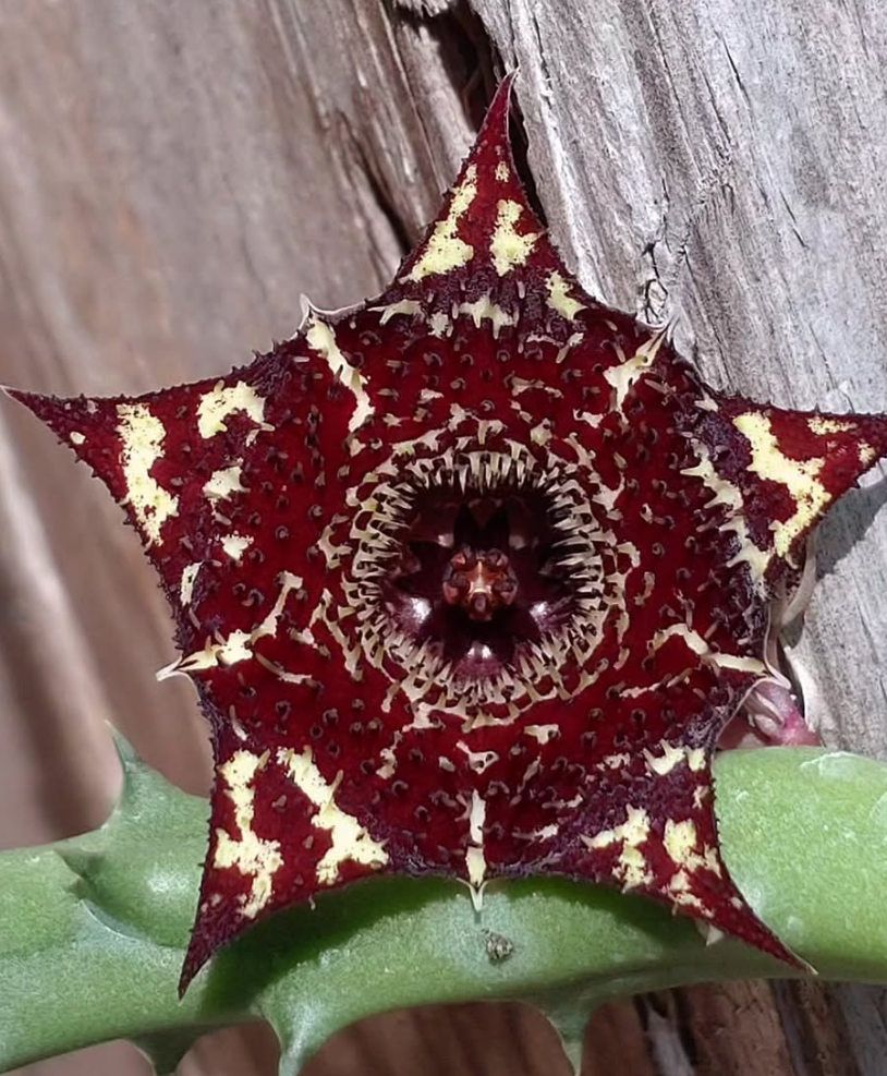 Huernia 'Anubis' 7 Pieces Seeds