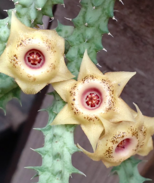 Huernia Bayeri 7 Pieces Seeds