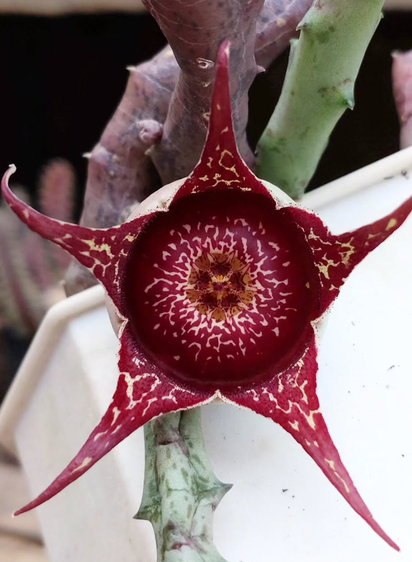 Orbea Hardyi 5 Pieces Seeds