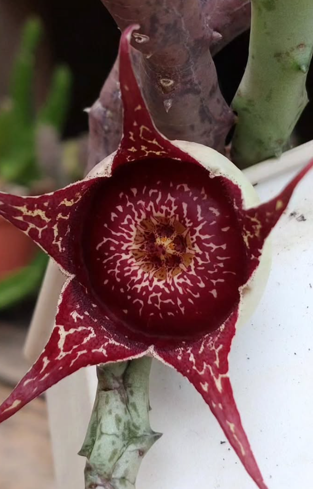 Orbea Hardyi 5 Pieces Seeds