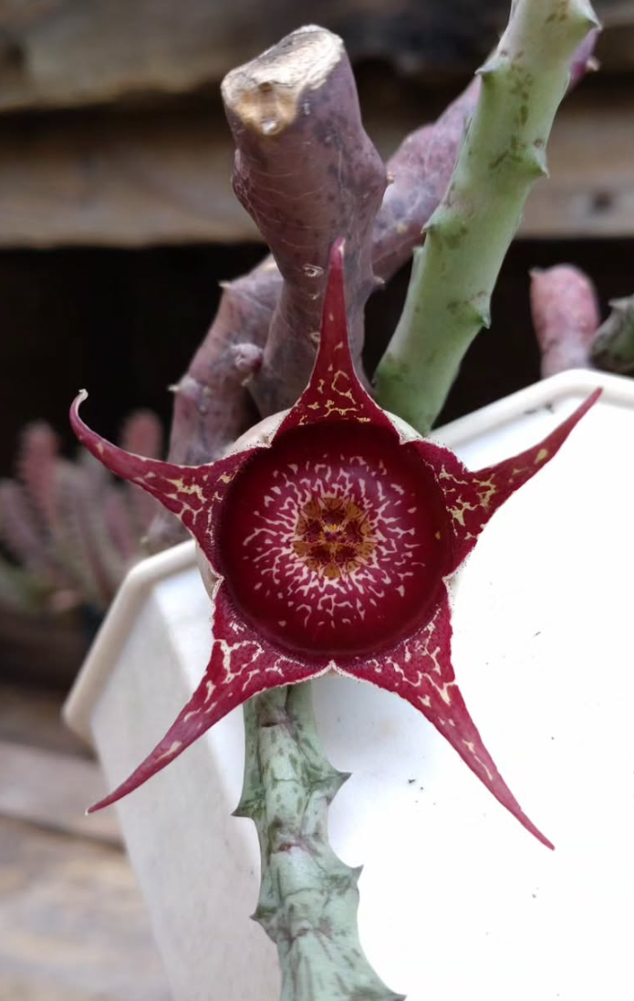 Orbea Hardyi 5 Pieces Seeds